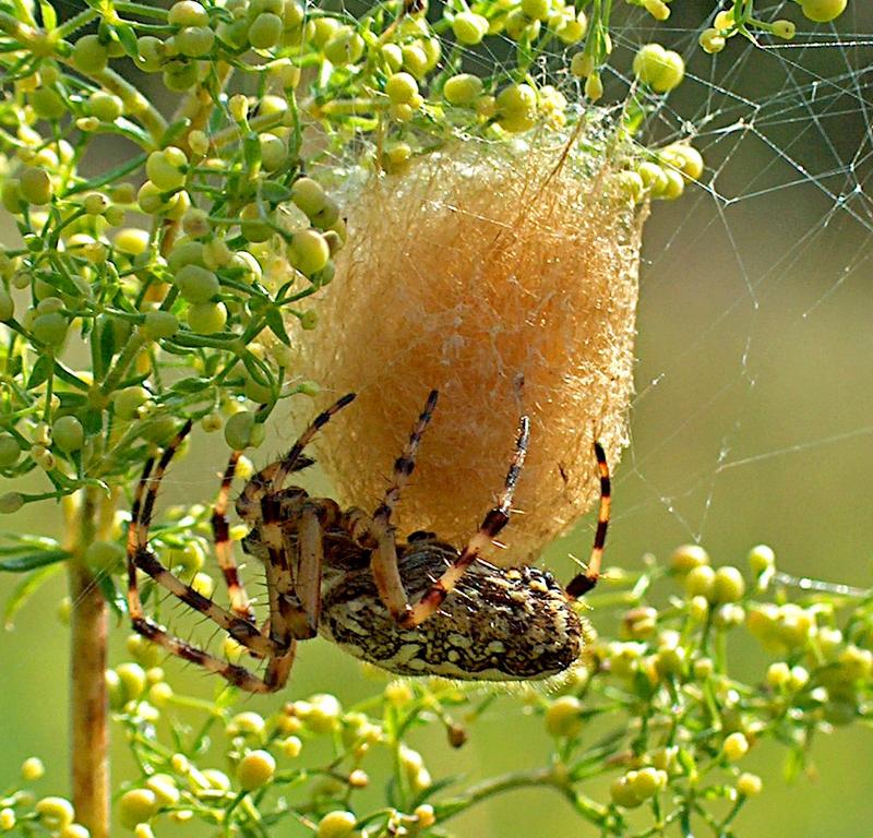 Spinne beim hüten ihrer Eier Foto &amp; Bild | tiere, wildlife, spinnen ...