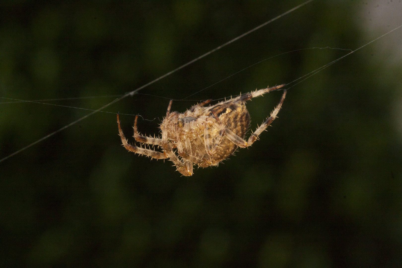 Spinne beim klettern