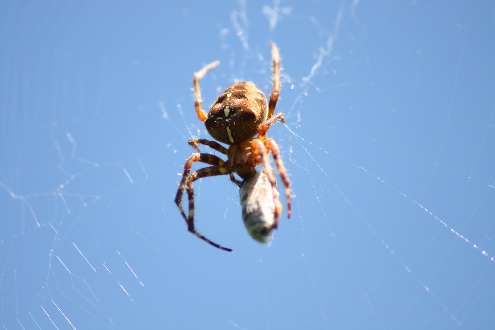 Spinne beim Mittagessen