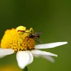 Spinne beim Mittagsessen