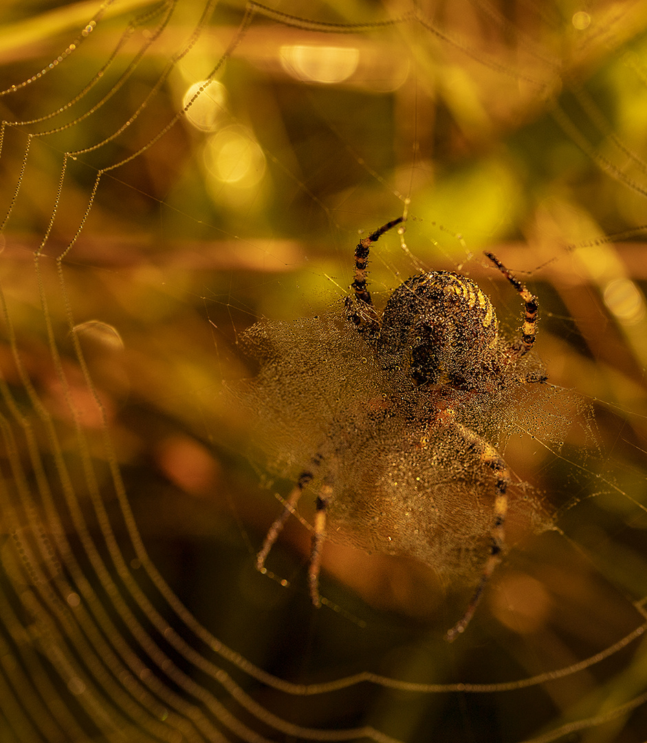 Spinne beim morgendlichen Sonnenbad