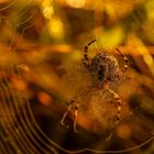 Spinne beim morgendlichen Sonnenbad