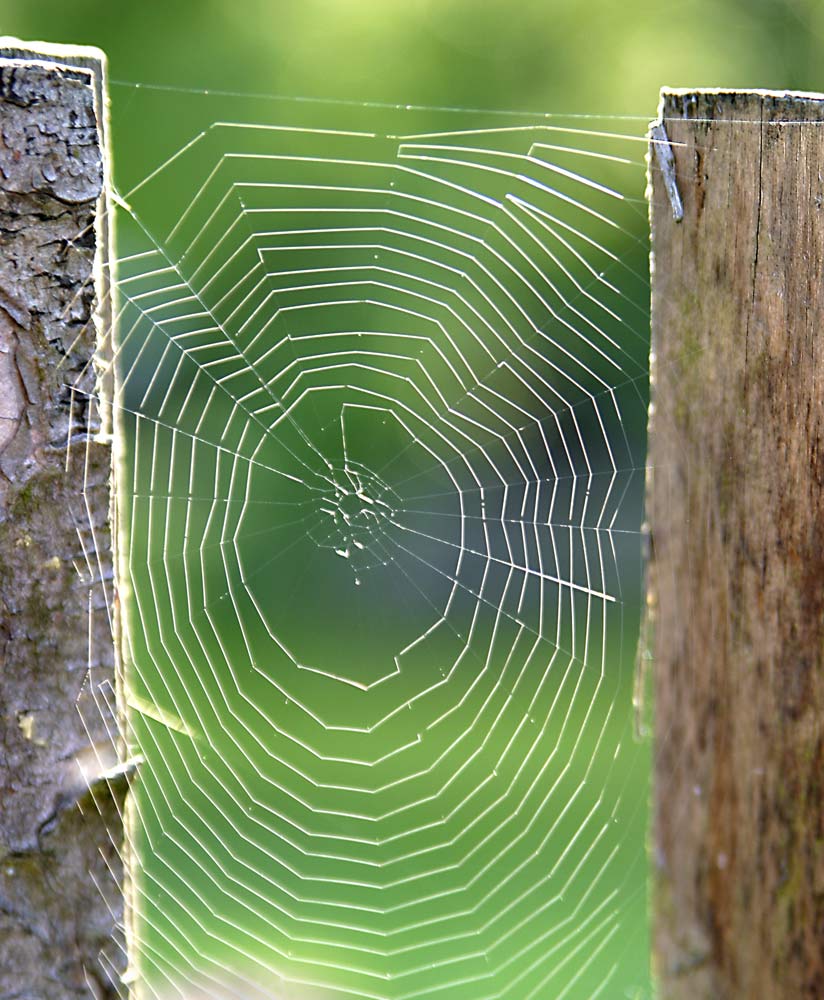 Spinne beim Morgenspaziergang