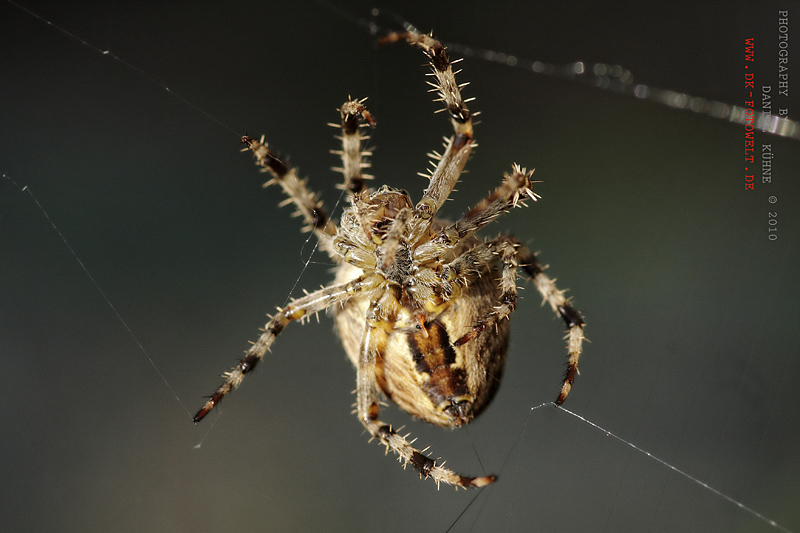 Spinne beim Netzbau