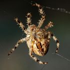 Spinne beim Netzbau