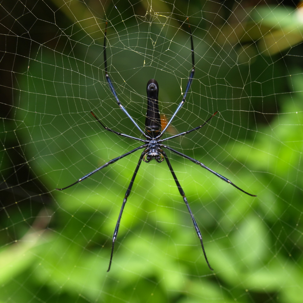 Spinne beim Netzbau