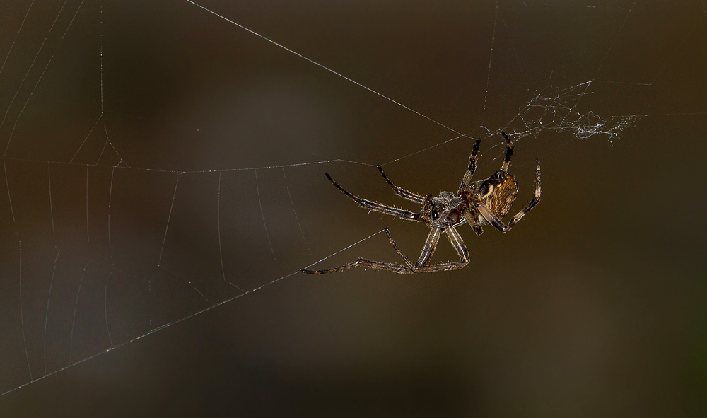 Spinne beim Netzbau