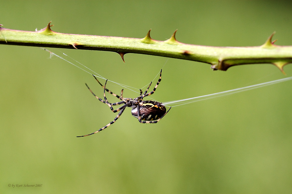 Spinne beim Netzbau