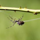 Spinne beim Netzbau