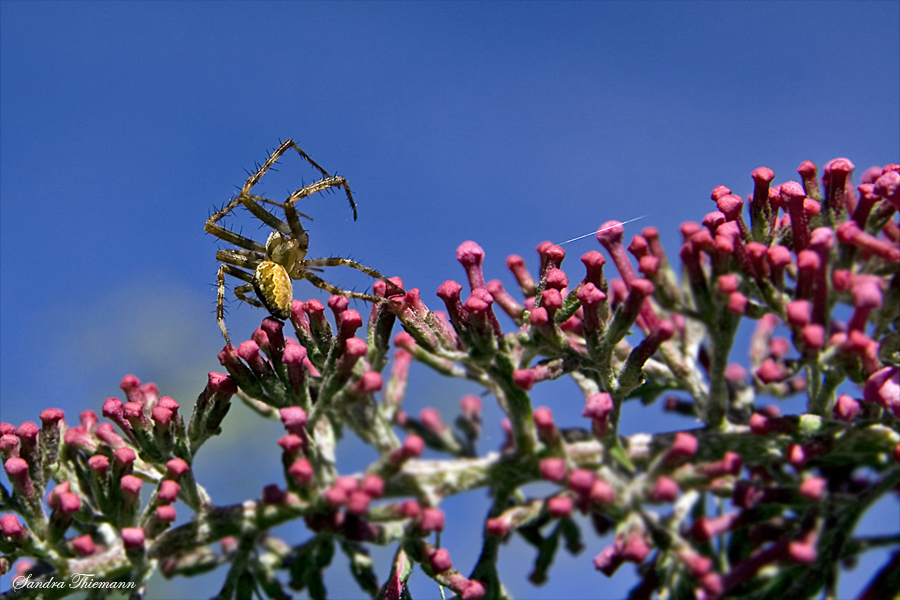 Spinne beim Radschlagen...