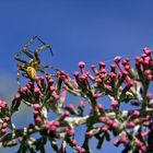 Spinne beim Radschlagen...