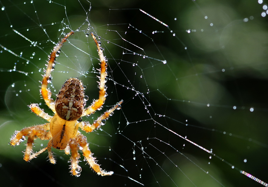 Spinne beim sonnen