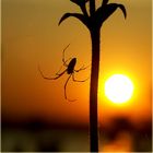 Spinne beim Sonnenbad!