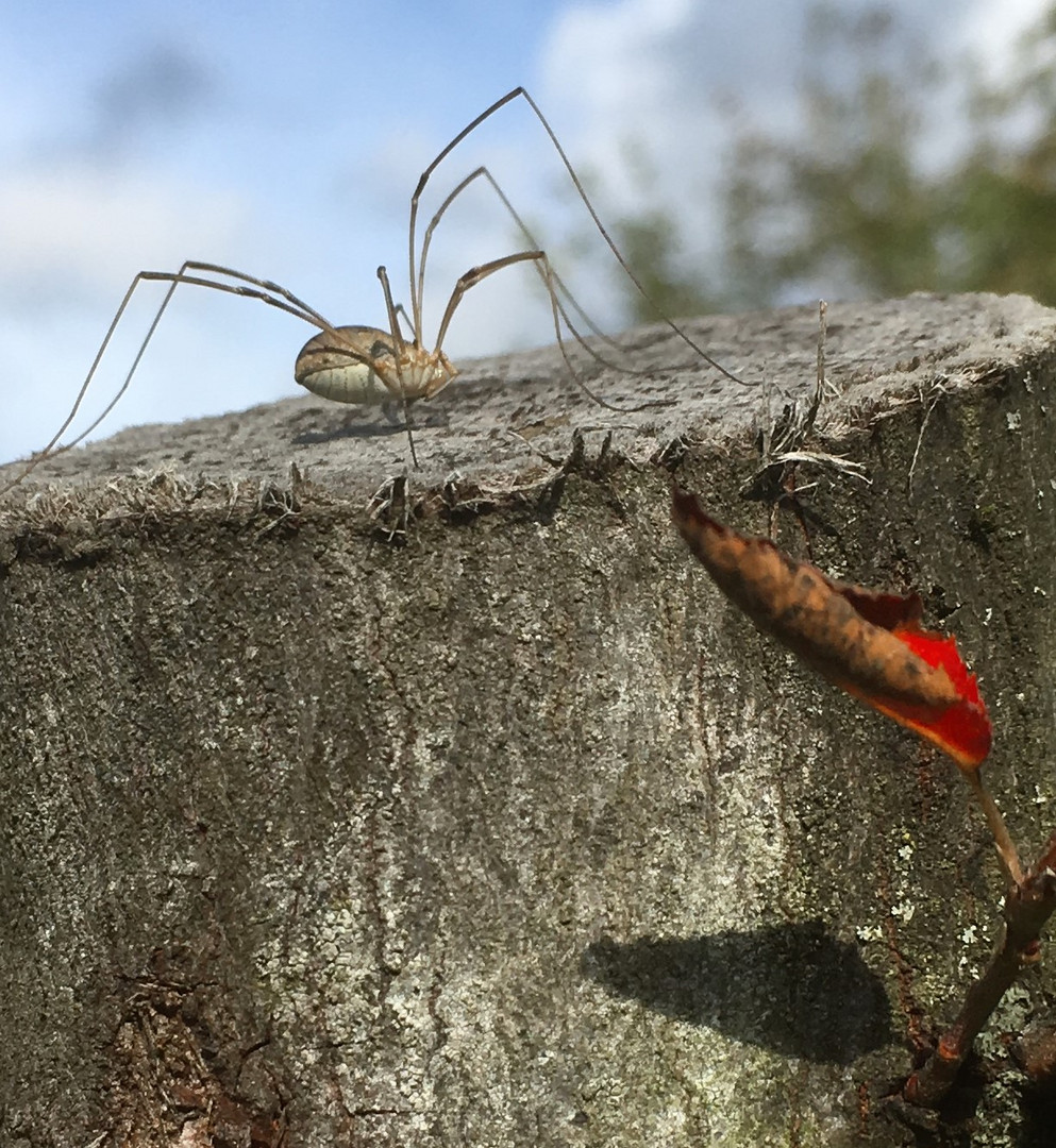 Spinne beim Sonnenbaden