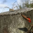 Spinne beim Sonnenbaden