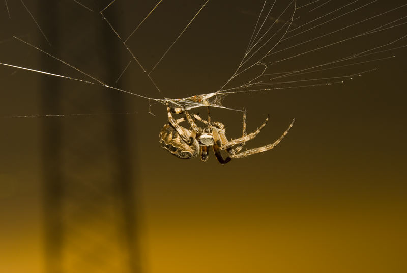 Spinne beim Sonnenuntergang