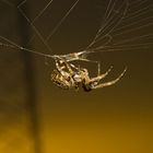 Spinne beim Sonnenuntergang