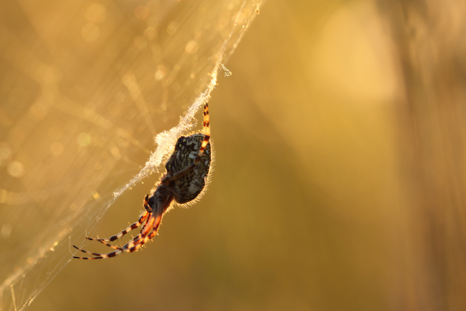 Spinne beim Sonnenuntergang