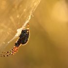 Spinne beim Sonnenuntergang