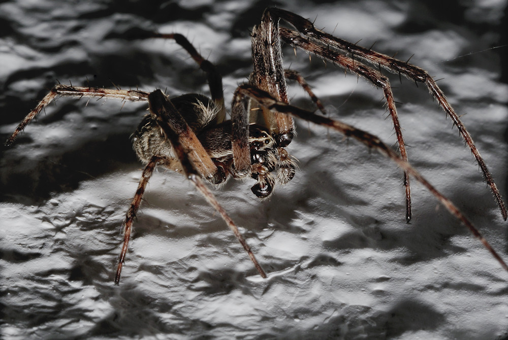 Spinne beim Spaziergang