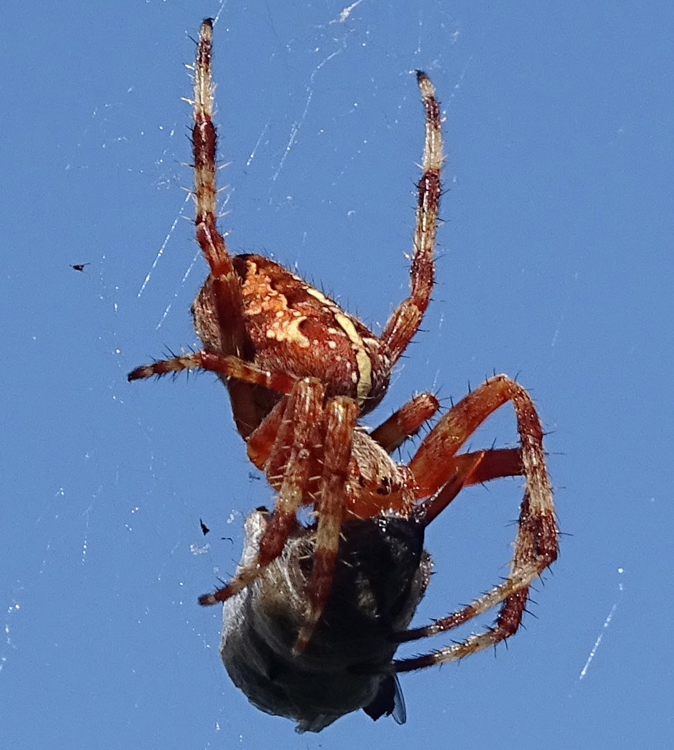 Spinne beim speisen