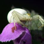 Spinne beim Spinnen