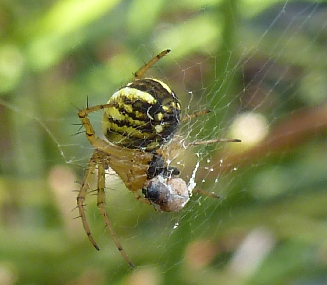 Spinne beim Spinnen