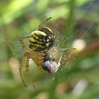 Spinne beim Spinnen