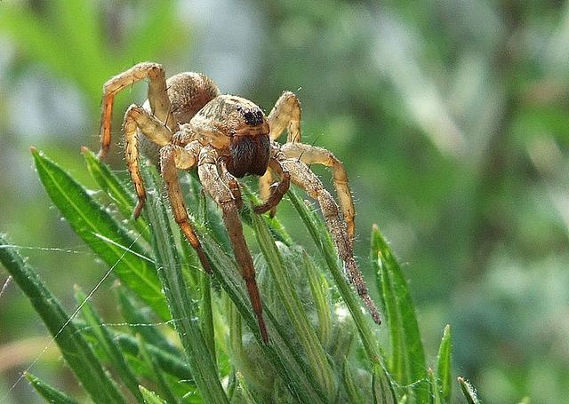 Spinne beim spinnen...