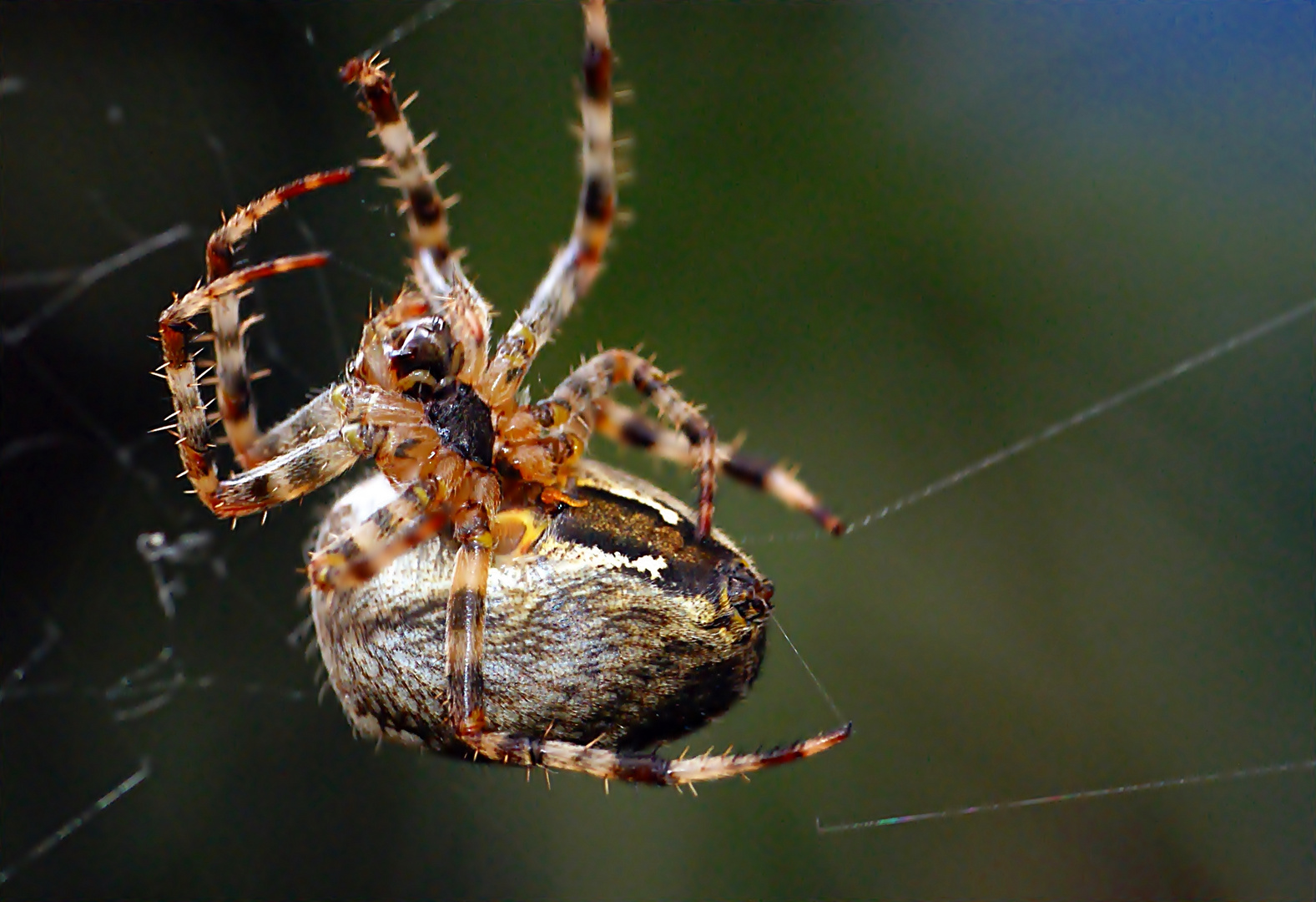 Spinne beim spinnen