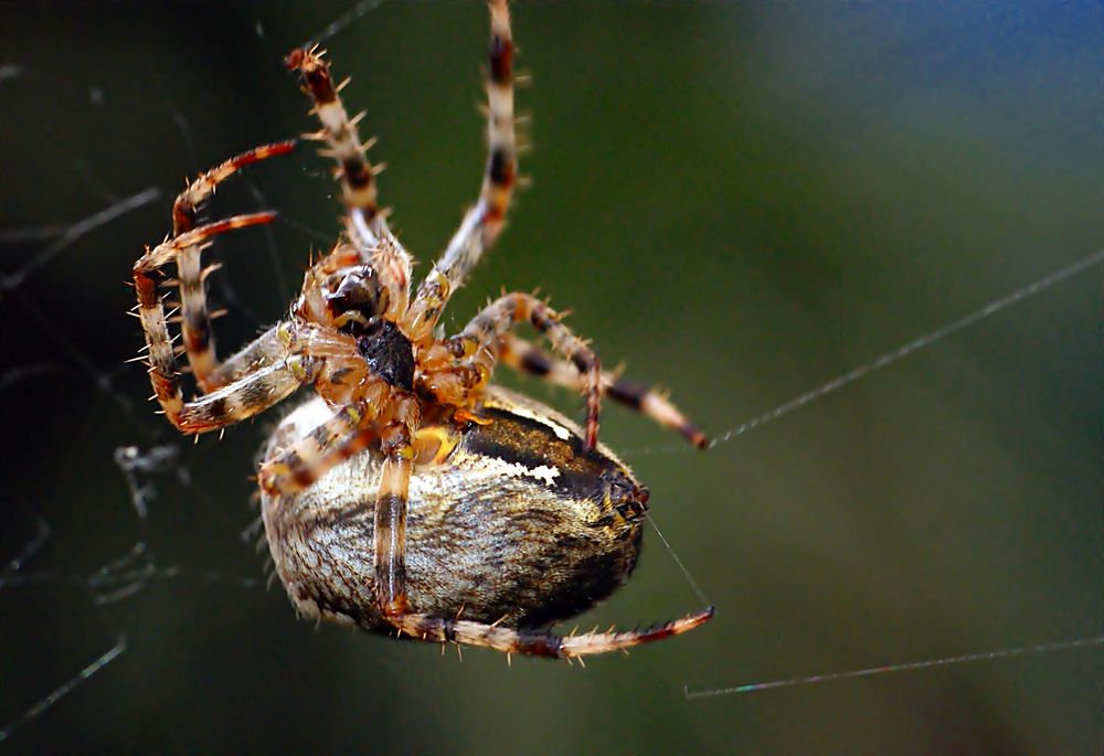 Spinne beim spinnen Foto & Bild makro, natur, insekt Bilder auf