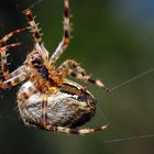 Spinne beim spinnen