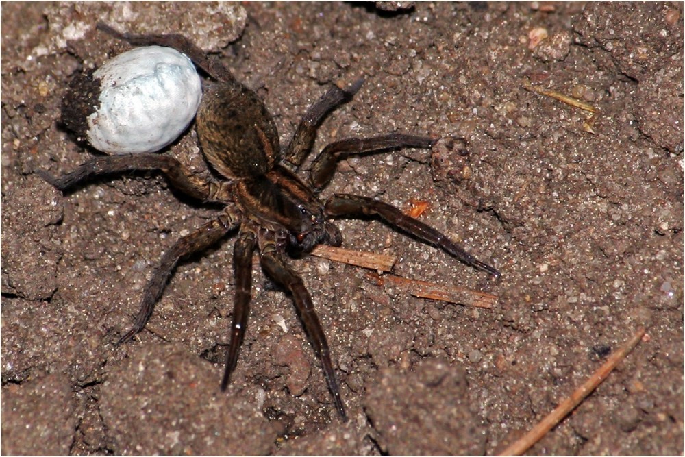 "Spinne beim Umzug"