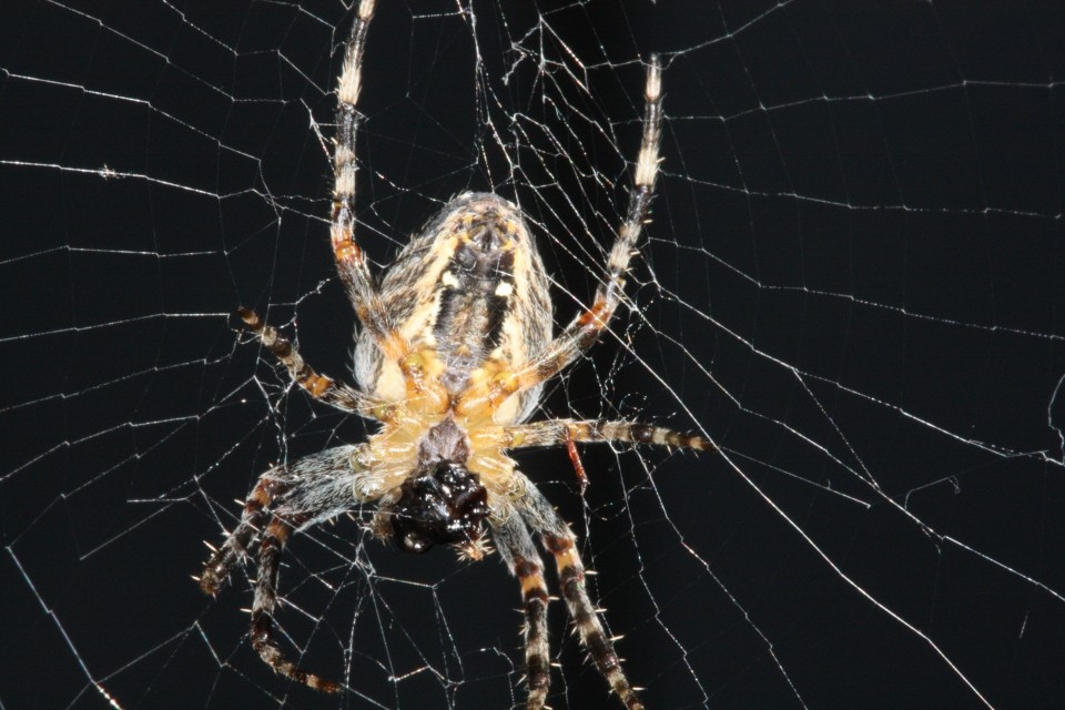 Spinne beim Vertilgen einer Ameise