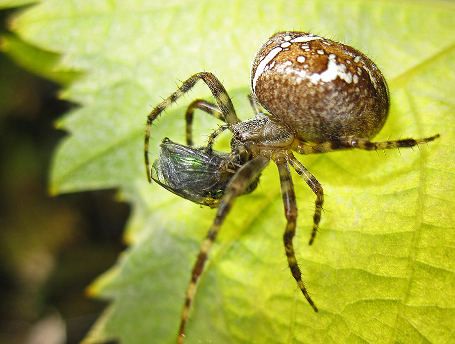 Spinne beim Verzehr einer Fliege