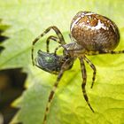 Spinne beim Verzehr einer Fliege