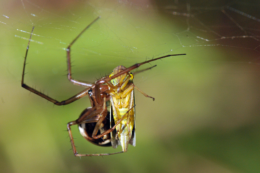 Spinne beim Zikade – Einwickeln