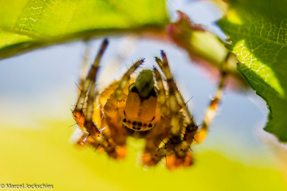 Spinne Berta