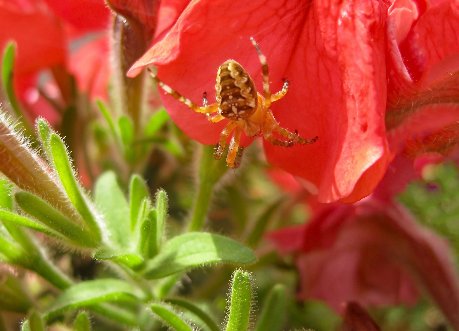 Spinne besucht Blüte