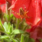 Spinne besucht Blüte