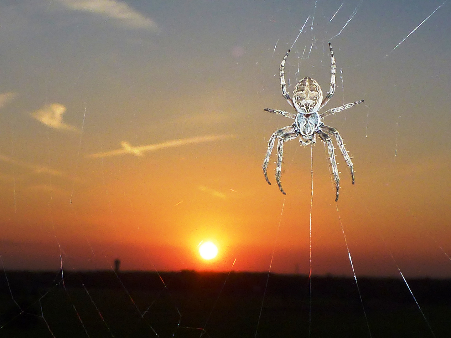 Spinne betrachtet Sonnenuntergang über Oldenburg