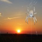 Spinne betrachtet Sonnenuntergang über Oldenburg