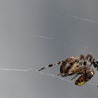 Spinne beutet wespe