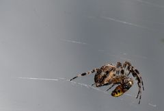 Spinne beutet wespe