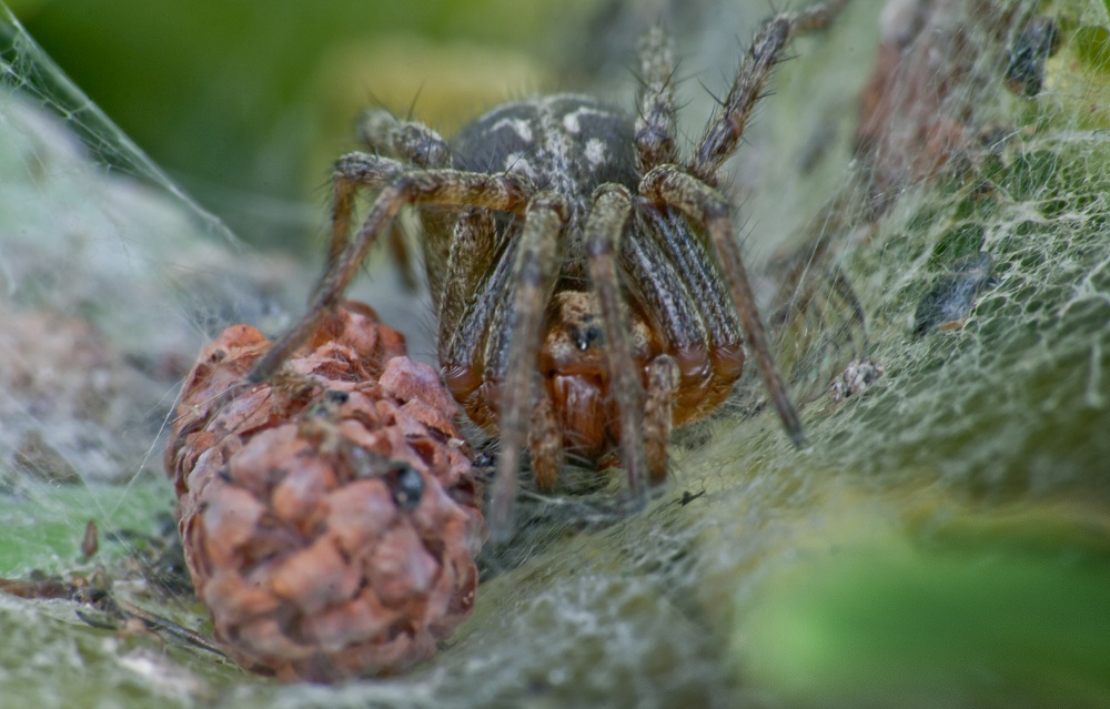 Spinne bewacht Beute