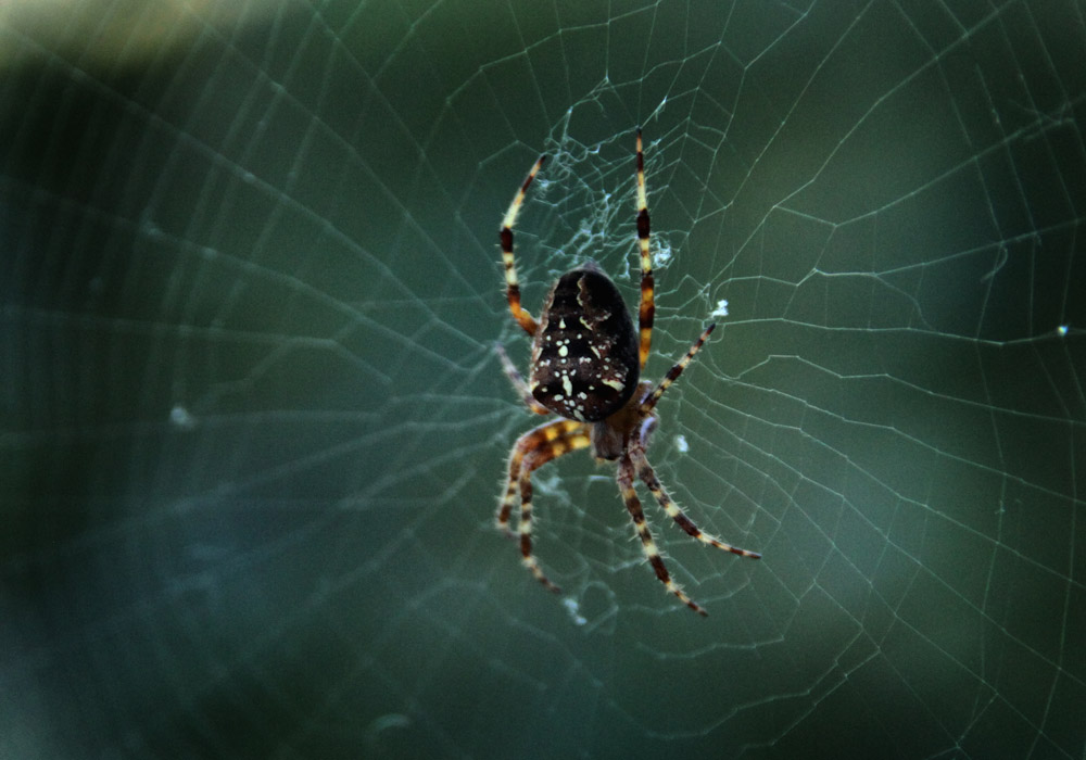 Spinne bewacht ihr Netz