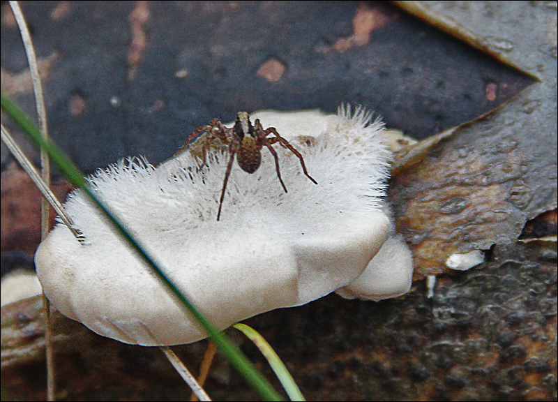 Spinne bewacht ihr weiches Kissen.