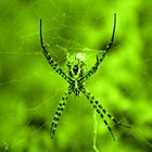 Spinne