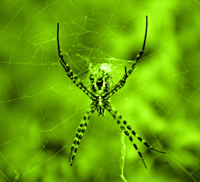 Spinne