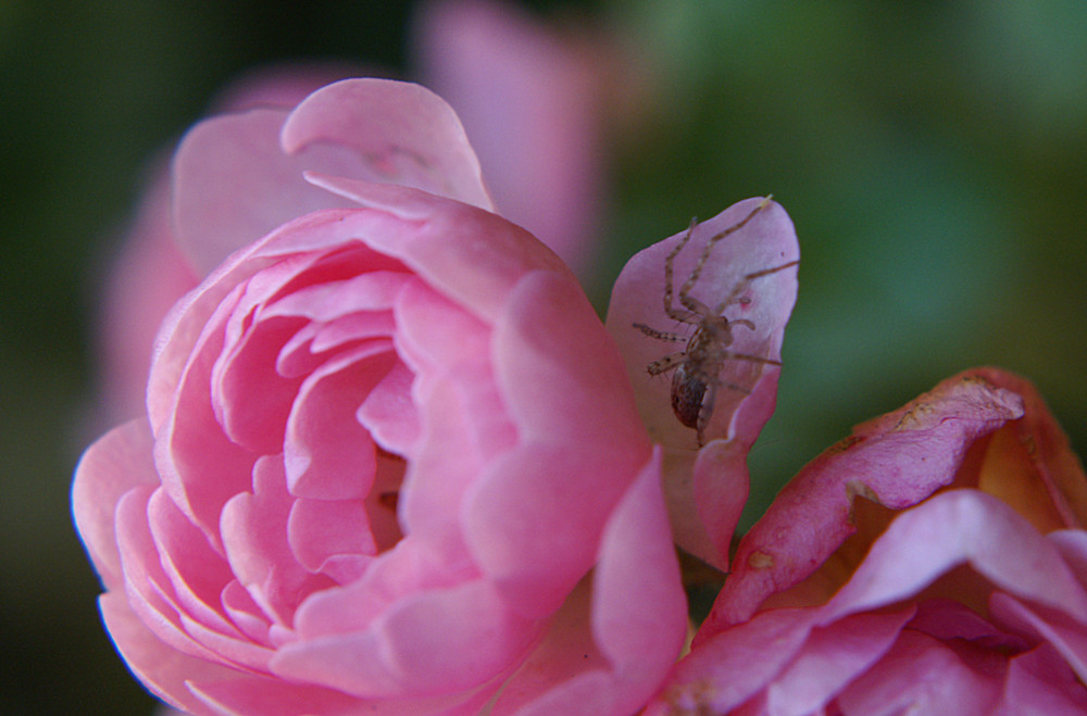 Spinne & Blüte